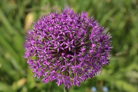 观赏洋葱、紫色、紫罗兰、花球、巨型观赏葱、观赏花、园林植物、特写