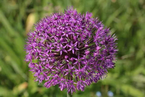 观赏洋葱、紫色、紫罗兰、花球、巨型观赏葱、观赏花、园林植物、特写