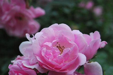 夏天，爱，吻，浪漫，玫瑰，友谊，花瓣，花园