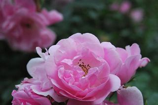 夏天，爱，吻，浪漫，玫瑰，友谊，花瓣，花园