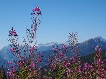 狭叶淫羊藿,花,开花,开花,背光,夕阳,红色,红色 狭叶淫羊藿,花,开花,开花,背光,夕阳,红色,红色
