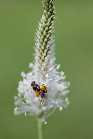 昆虫，车前草，自然，大型，植物，开花植物，花，无脊椎动物