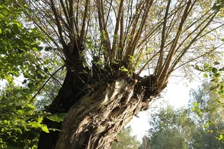 spreewald，自然，牧场，树木，生物圈保护区，植物，生长，树干