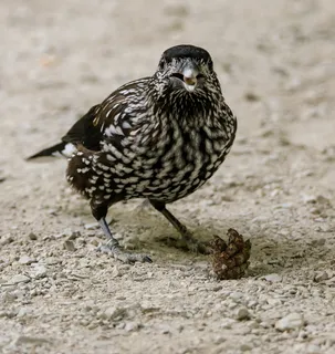 动物世界,鸟,胡桃夹子,食物,吃,种子,比尔,饥饿 动物世界,鸟,胡桃夹子,食物,吃,种子,比尔,饥饿