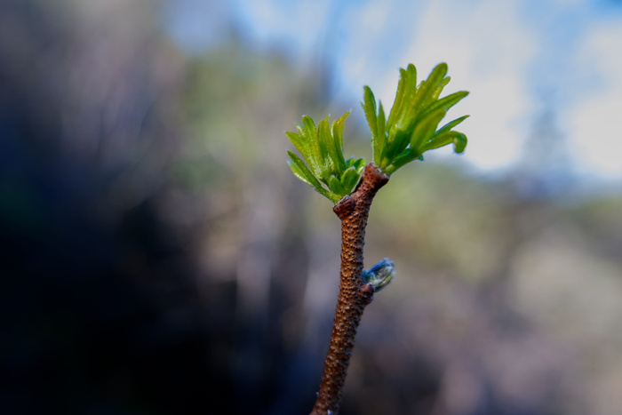 植物, 树, 芽, 针叶树, 发芽, 开花, 花, 动物