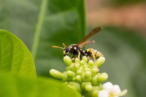 黄蜂,昆虫,花序,诺丽,吮吸,无脊椎动物,动物主题,动物 黄蜂,昆虫,花序,诺丽,吮吸,无脊椎动物,动物主题,动物