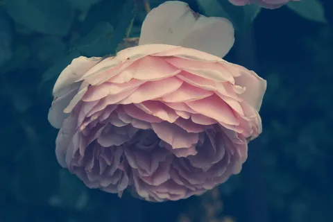 花、植物、自然、instagram、玫瑰、心情、特写、无人