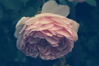 花、植物、自然、instagram、玫瑰、心情、特写、无人