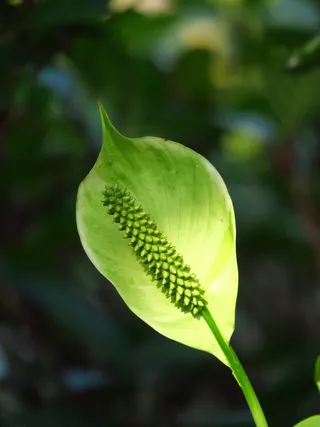 花，自然，植物，花，花园，光，美丽的自然，春天的花