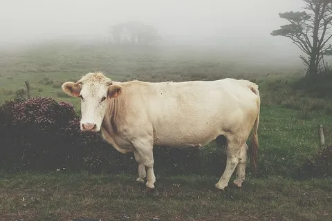 动物,牛肉,牛,农场,牛,牛,农业,农村场景 动物,牛肉,牛,农场,牛,牛,农业,农村场景