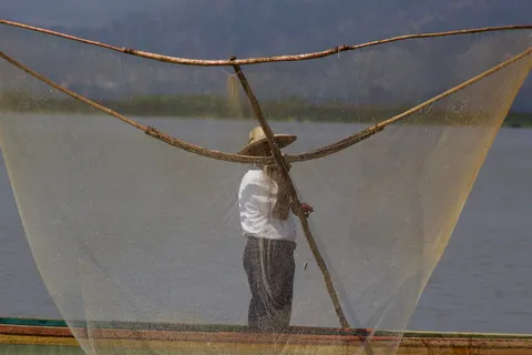 墨西哥，莫雷利亚，工作，湖泊，人，鱼，水，一个人