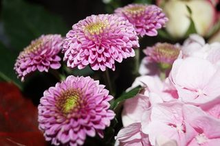 花朵，花束，花朵，开花植物，新鲜，粉色，自然之美，脆弱