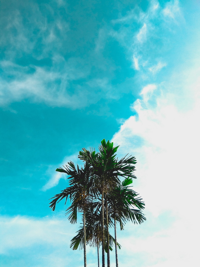 明确, 天空, 树, 亮, 晴朗, 假日, good vibes, 手机摄影