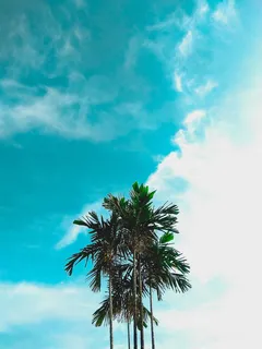 明确, 天空, 树, 亮, 晴朗, 假日, good vibes, 手机摄影