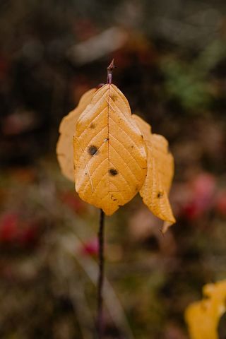 秋天在雾天向森林走去
