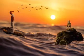 狗，顶部，佳能eos单反相机，海洋壁纸，海洋，see，景观，夏天