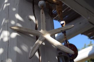 海滩俱乐部，海星，海，水，希腊，海滩，户外，水动物
