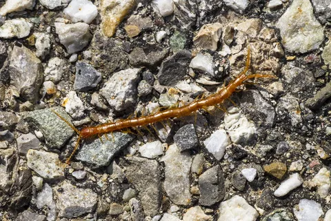蜈蚣，蜈蚣，会员点跪，石头，卵石，自然步道，实心，自然