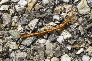 蜈蚣，蜈蚣，会员点跪，石头，卵石，自然步道，实心，自然