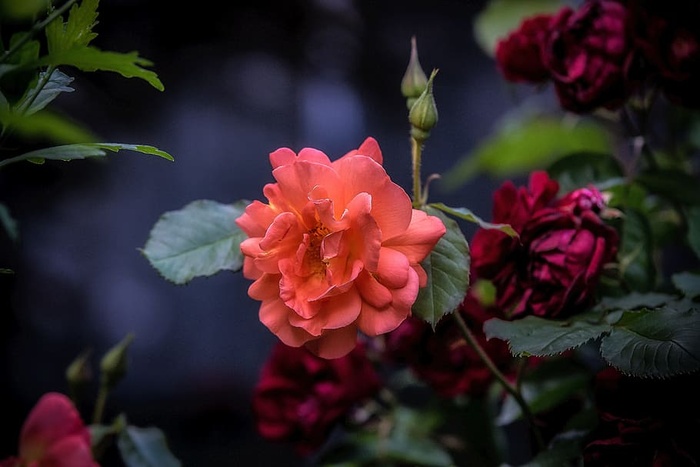 很好，花，红色，花园，红色，花园，粉红色，植物，没有人