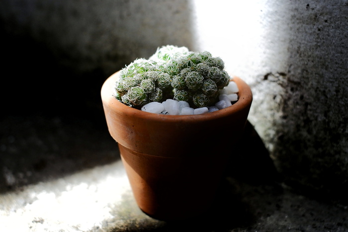 绿色仙人掌种植在棕色的陶土盆上