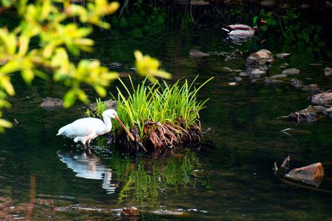 锅铲, 鸟, 河, 动物主题, 动物, 水, 脊椎动物, 野生动物
