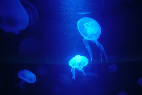 水母、海洋、马略卡岛、动物主题、动物、野生动物、野生动物、水下