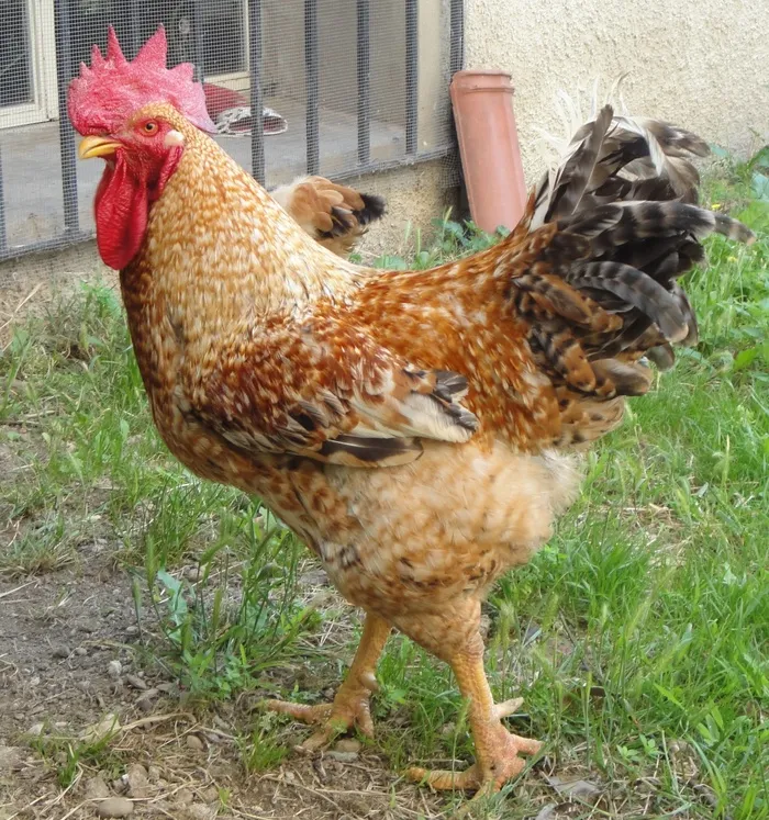 gallo，鸡笼，动物，佳洁士，家畜，牲畜，宠物，动物主题