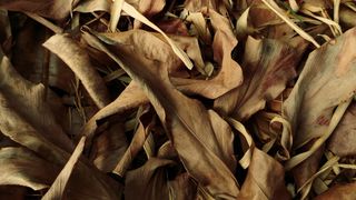 干叶，叶，干燥，干燥，老化，可燃，纹理，性质