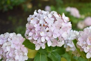 阿根廷，贝纳维迪兹，粉色，花瓣，花瓣，摄影，鲜花，布宜诺斯艾利斯