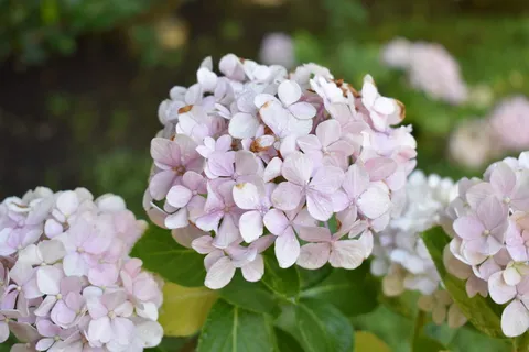阿根廷,贝纳维迪兹,粉色,花瓣,花瓣,摄影,鲜花,布宜诺斯艾利斯 阿根廷,贝纳维迪兹,粉色,花瓣,花瓣,摄影,鲜花,布宜诺斯艾利斯