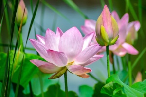 浅、聚焦摄影、粉色、莲花、水、花、自然、花园