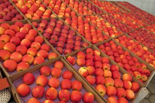 苹果，水果，咬，健康食品，健康，健康，卡路里，幸福