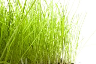 新鲜，正面，园艺，高尔夫，草地，绿色，生长，田园诗