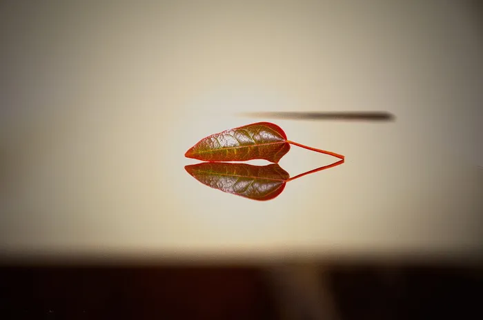 自然、树叶、桌面、特写、灯光、模糊、反射、红色