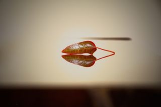 自然、树叶、桌面、特写、灯光、模糊、反射、红色