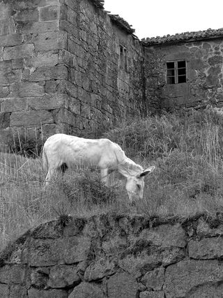 驴子、教堂、普拉多、菲尔德、加利西亚、西班牙、景观、自然