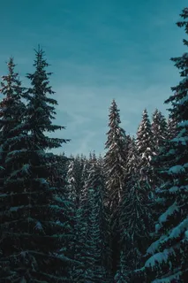 蓝天下白雪覆盖的松树照片 蓝天下白雪覆盖的松树照片