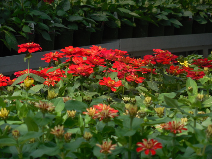 花卉、温室、花园、植物、绿化、园艺、园艺、春天