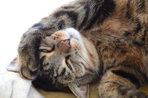 猫，睡觉，雄猫，小猫，休息，家猫，普通猫，斑猫