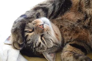 猫，睡觉，雄猫，小猫，休息，家猫，普通猫，斑猫