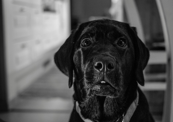 狗, 肖像, 犬科, 宠物, 动物王国, 犬, 宠物, 一只动物