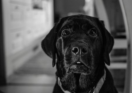 狗, 肖像, 犬科, 宠物, 动物王国, 犬, 宠物, 一只动物