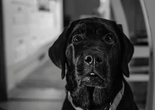 狗, 肖像, 犬科, 宠物, 动物王国, 犬, 宠物, 一只动物