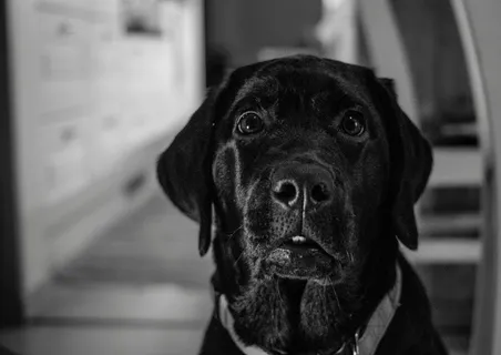 狗, 肖像, 犬科, 宠物, 动物王国, 犬, 宠物, 一只动物 狗, 肖像, 犬科, 宠物, 动物王国, 犬, 宠物, 一只动物