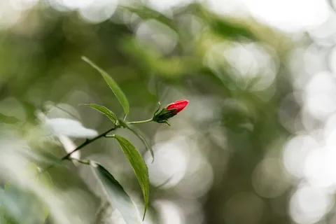 红玫瑰花蕾的选择性聚焦摄影 红玫瑰花蕾的选择性聚焦摄影