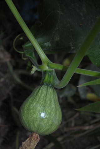 西葫芦、蔬菜、市场、食品和饮料、食品、新鲜度、绿色、健康饮食