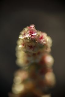 花朵，宏观，柔软，绽放，沙漠，帕特里克·亨德利，vivitar，90毫米