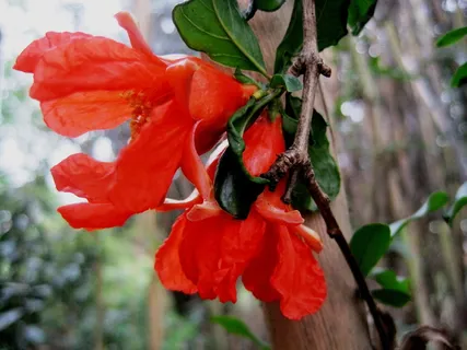 石榴,花,双胞胎,橙色,明亮,花园,自然,红色 石榴,花,双胞胎,橙色,明亮,花园,自然,红色