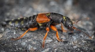 灰色表面上的黑色和橙色甲虫